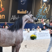 Yearling Filly: AJA Caprice 