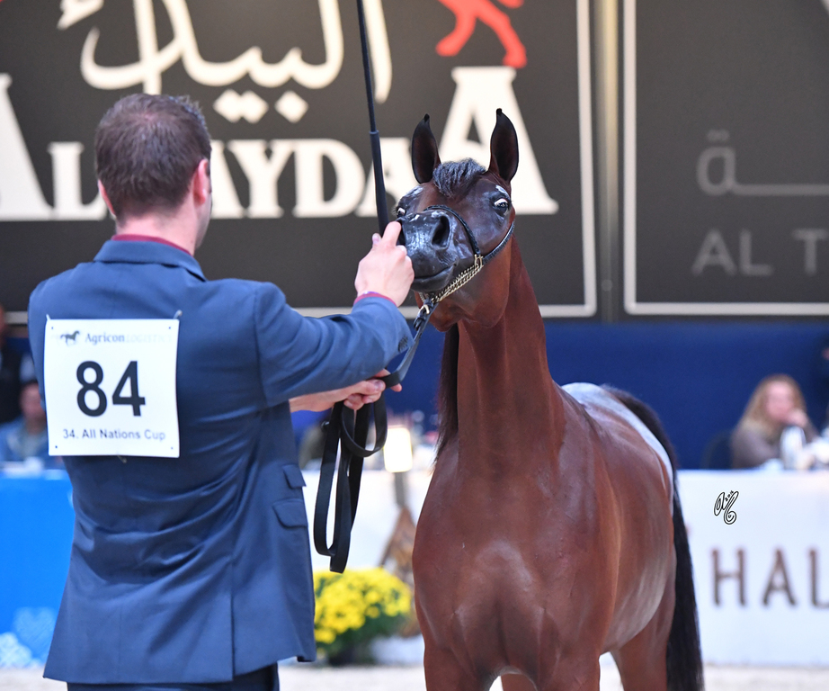 Yearling Filly: H Emalee H
