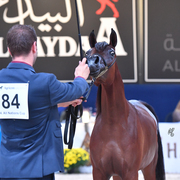 Yearling Filly: H Emalee H