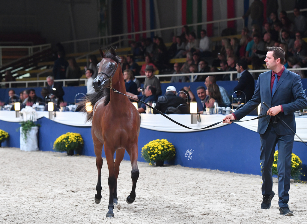 Yearling Filly: H Emalee H