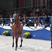 Yearling Filly: H Emalee H