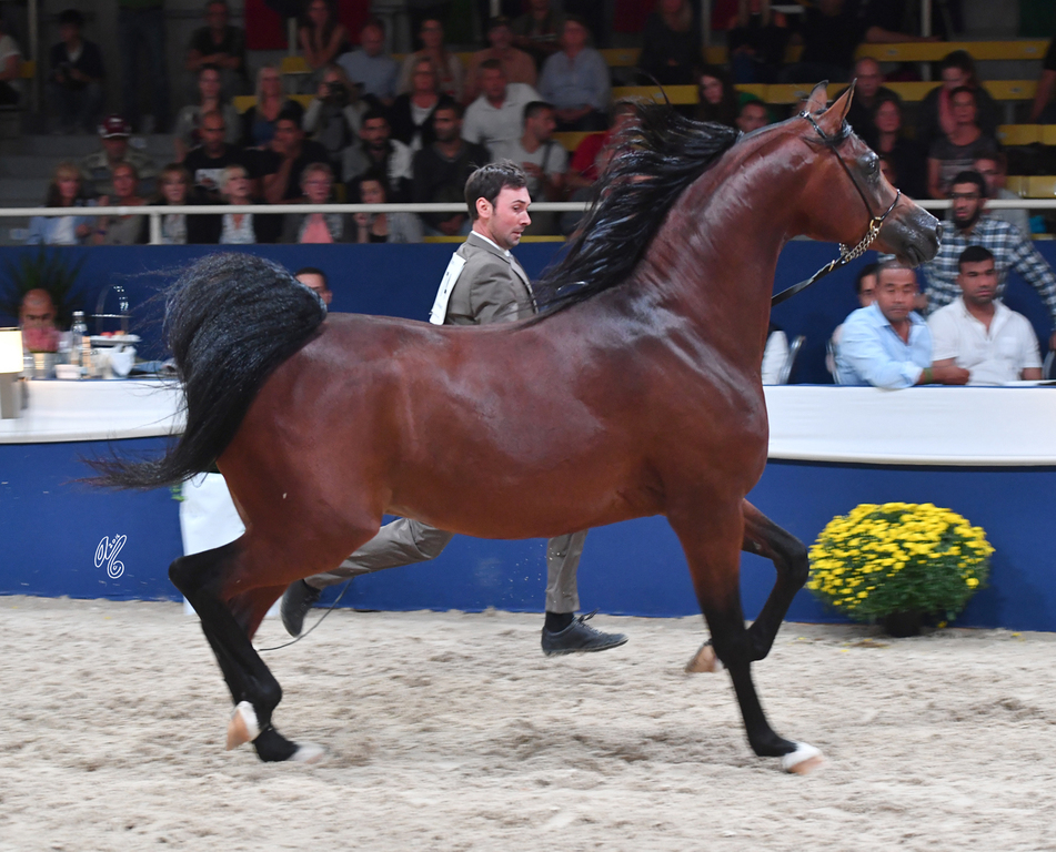 Colts 3 Years: Calateon