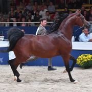 Colts 3 Years: Calateon