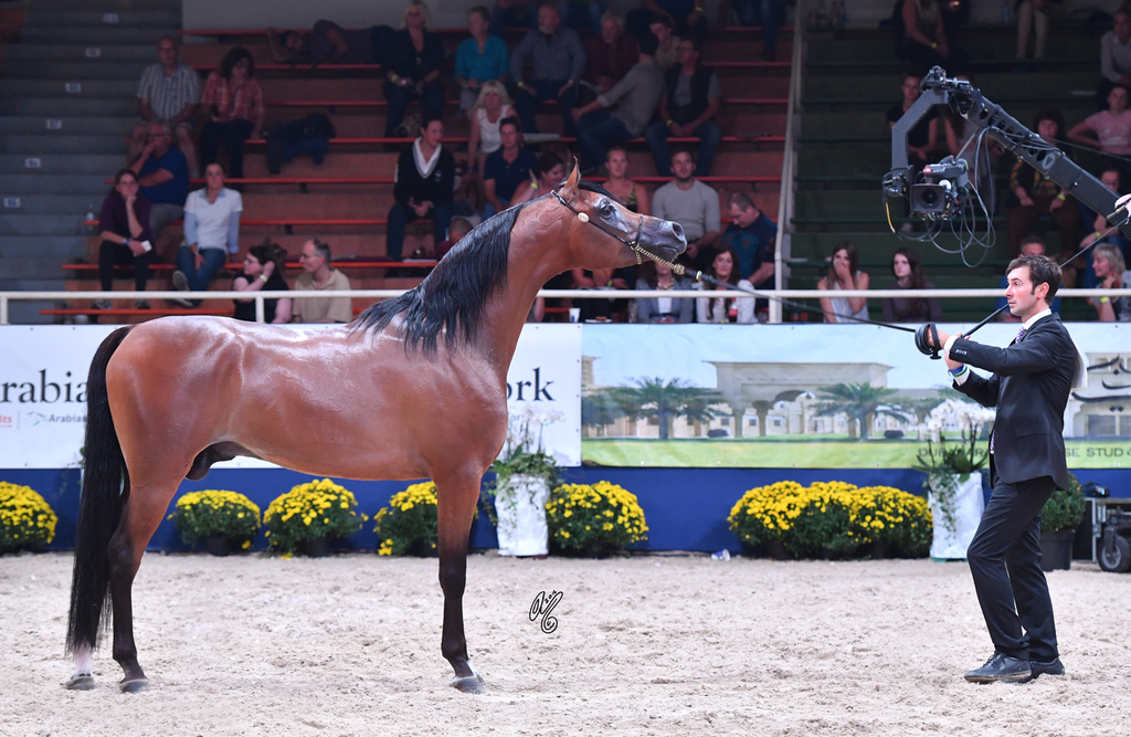 Colts 3 Years: EA Arjen El Marwteyn 