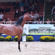 Colts 3 Years: EA Arjen El Marwteyn 