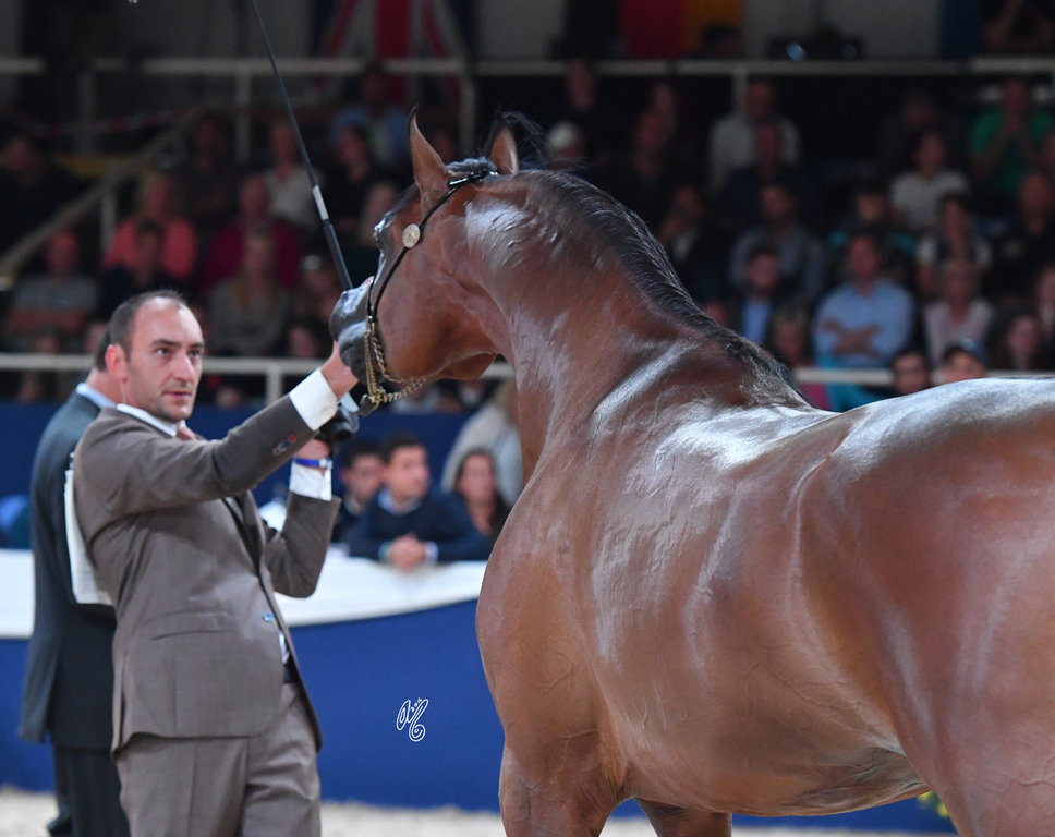 Colts 3 Years: EA Arjen El Marwteyn 