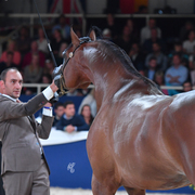 Colts 3 Years: EA Arjen El Marwteyn 