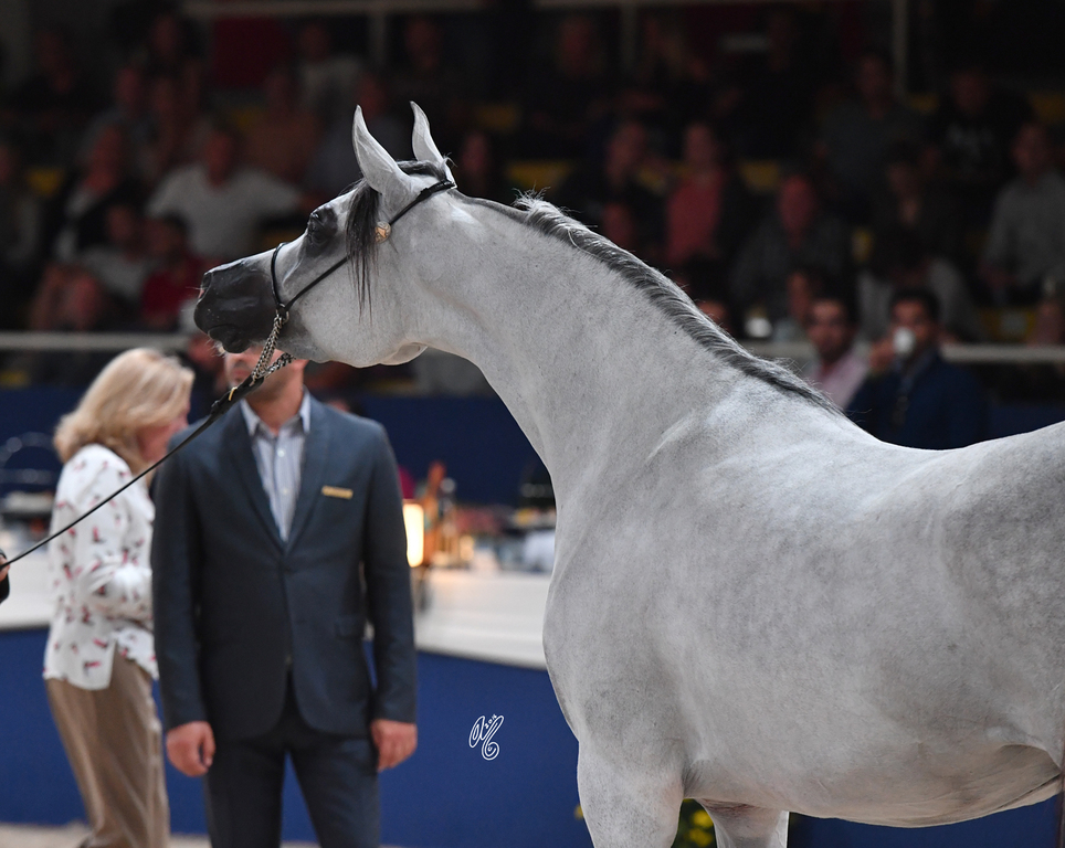 Fillies 3 Years: Amanda Pegasus 