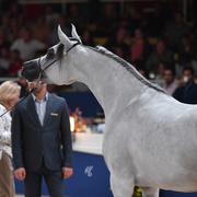 Fillies 3 Years: Amanda Pegasus 