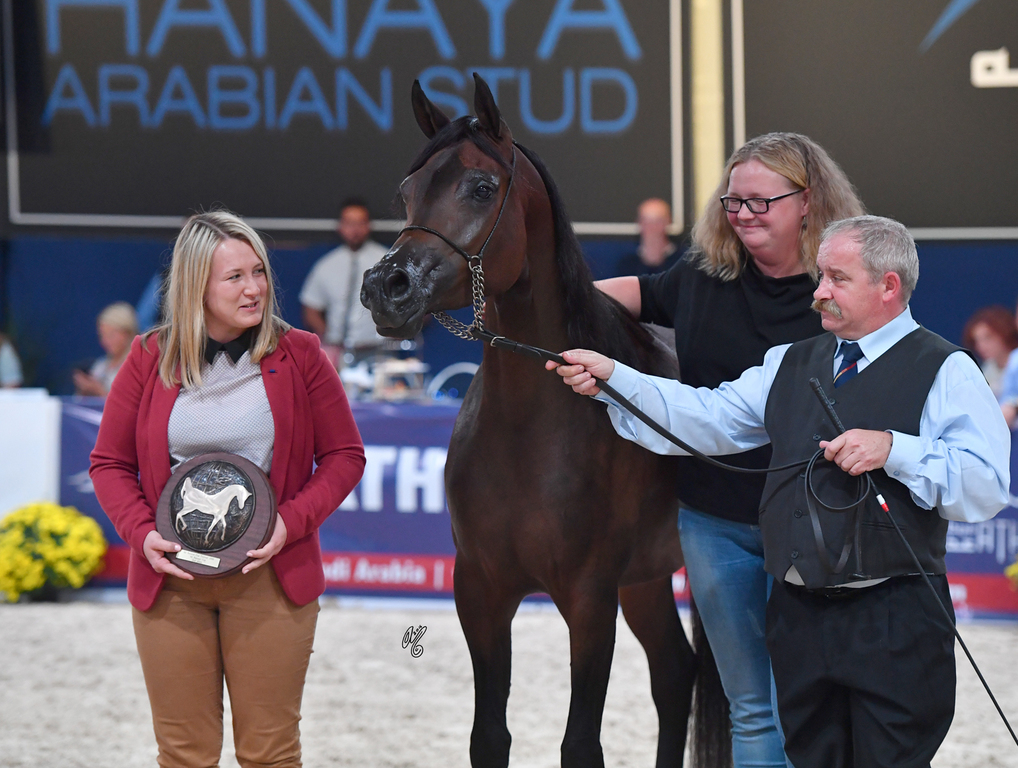 Fillies 3 Years: Pustyna Kahila 