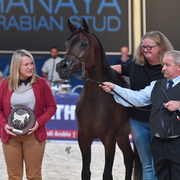 Fillies 3 Years: Pustyna Kahila 