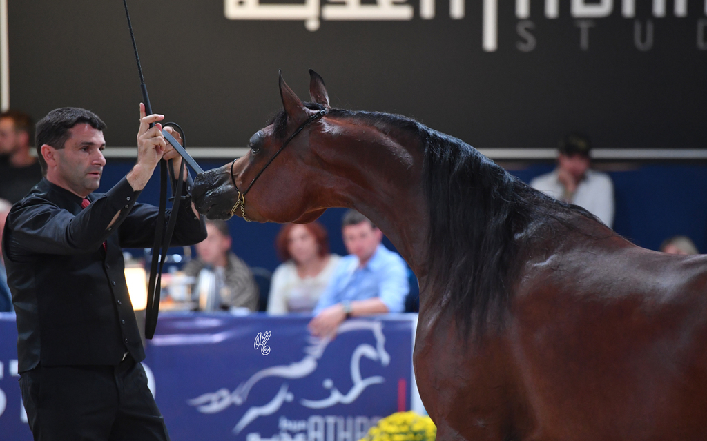 Fillies 3 Years: AJ Sawari