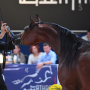 Fillies 3 Years: AJ Sawari