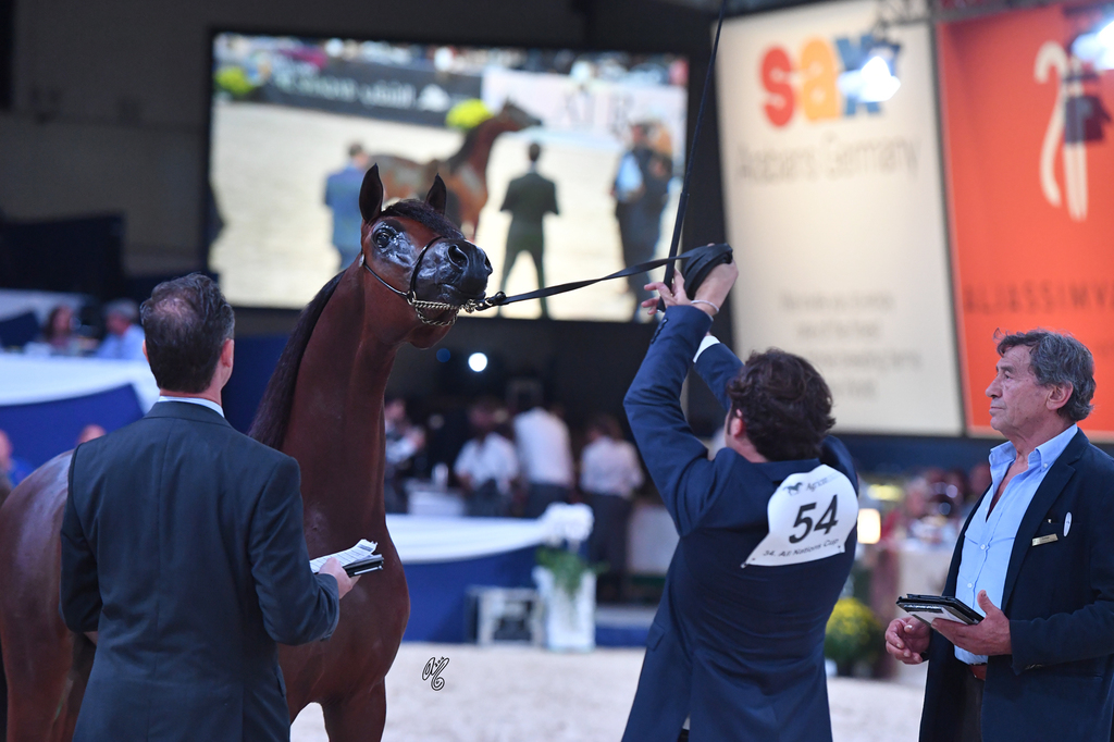 Colts 2 Years: Mystical Kamal