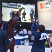 Colts 2 Years: Mystical Kamal