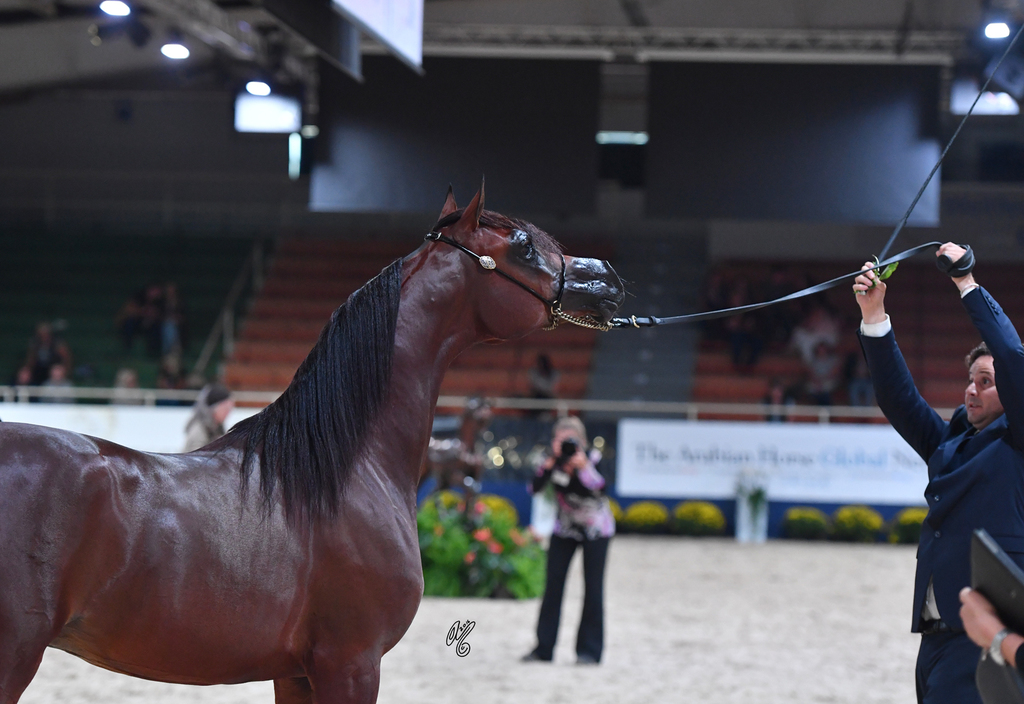 Colts 2 Years: Mystical Kamal