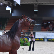 Colts 2 Years: Mystical Kamal