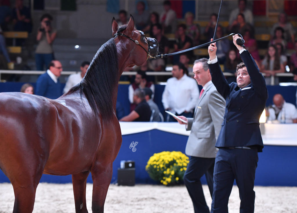 Colts 2 Years: Mystical Kamal