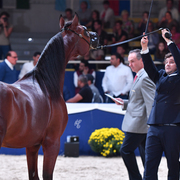 Colts 2 Years: Mystical Kamal