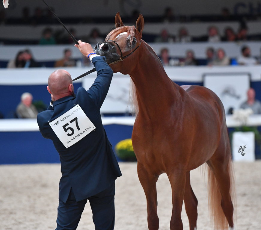 Colts 2 Years: BS Karanji 