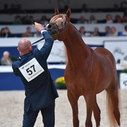 Colts 2 Years: BS Karanji 