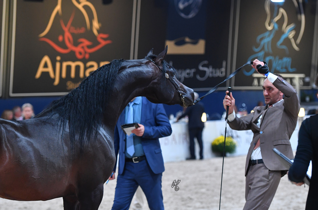 Colts 2 Years: Amaar Al Nasser 