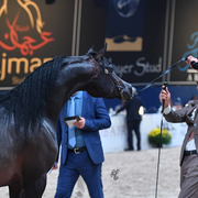 Colts 2 Years: Amaar Al Nasser 