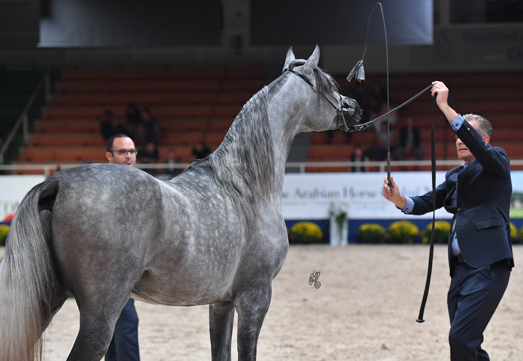 Colts 2 Years: Raoud Al Bidayer