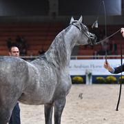 Colts 2 Years: Raoud Al Bidayer