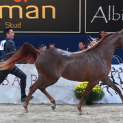 Fillies 2 Years: D Yamamah 