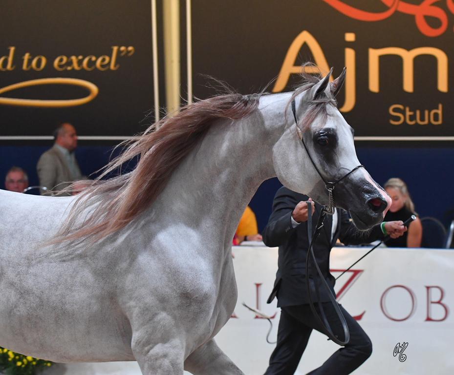 Fillies 2 Years: Carmine Al Khaled 