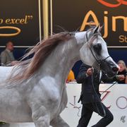 Fillies 2 Years: Carmine Al Khaled 