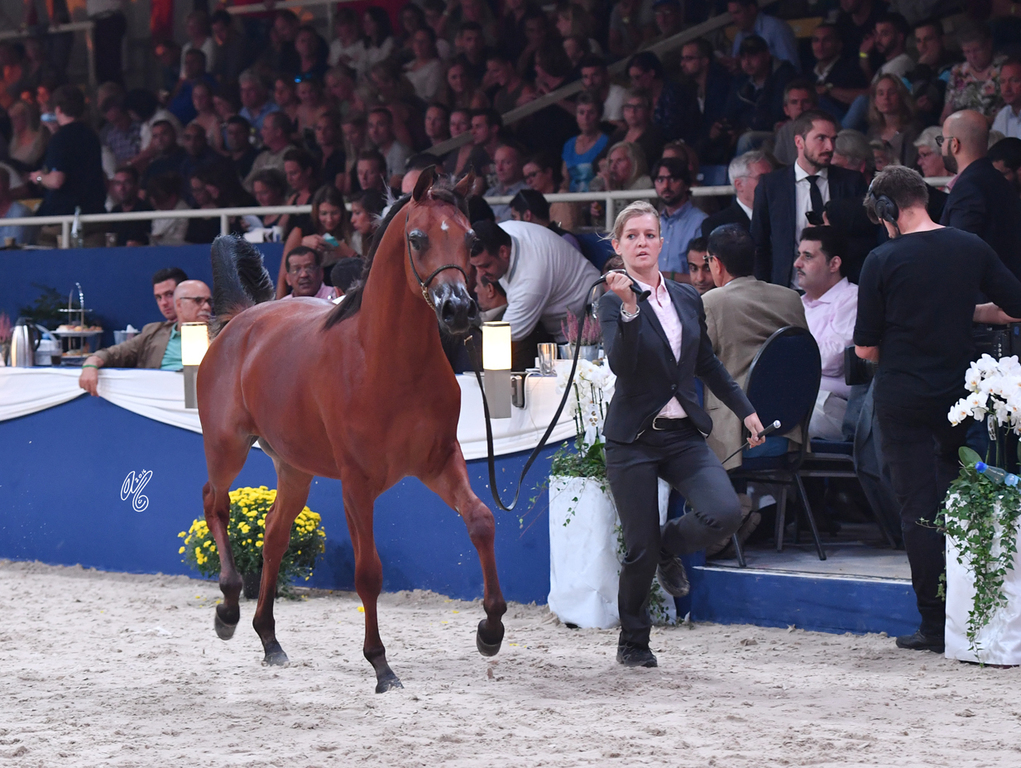 Yearling Colt: Al Picasso