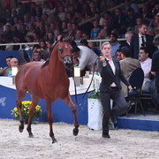 Yearling Colt: Al Picasso