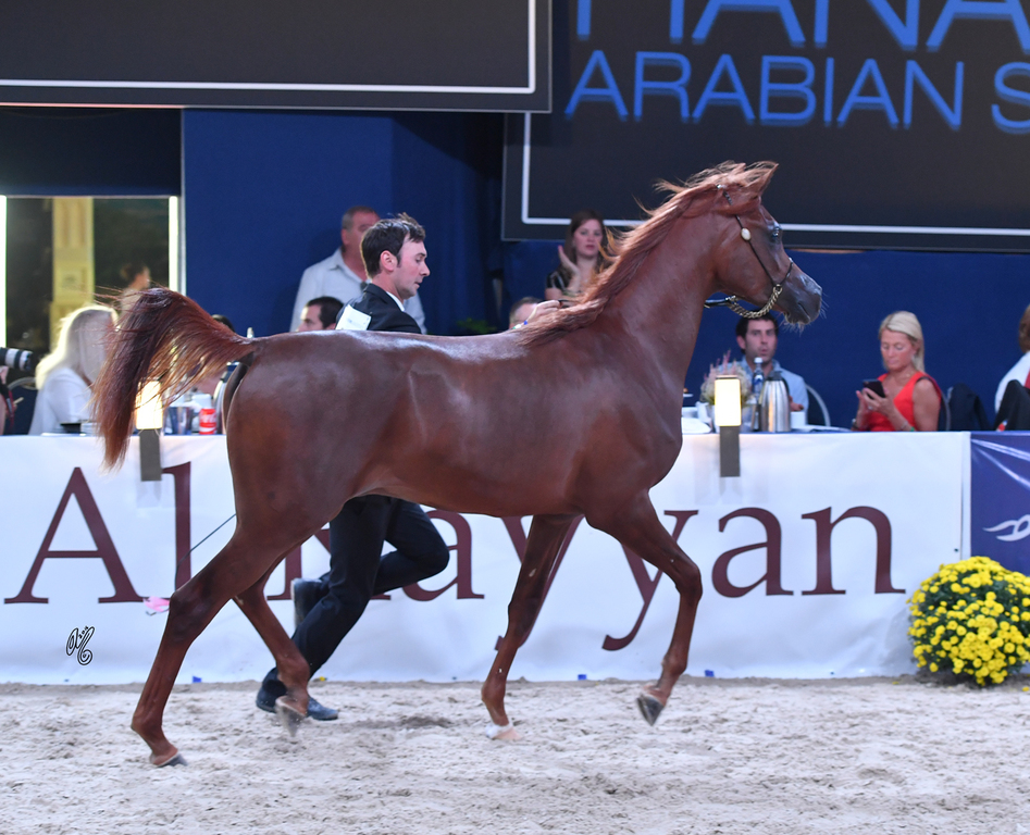 Yearling Colt: M.M. Jabri
