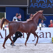Yearling Colt: M.M. Jabri