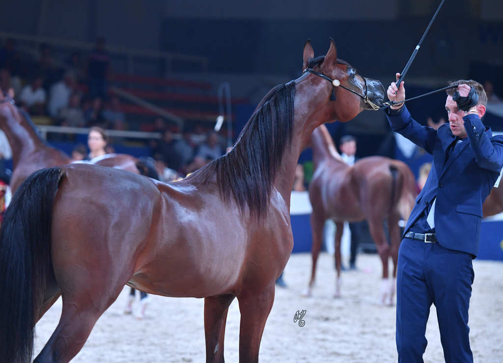 Yearling Colt: Al Picasso