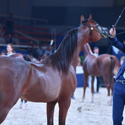 Yearling Colt: Al Picasso