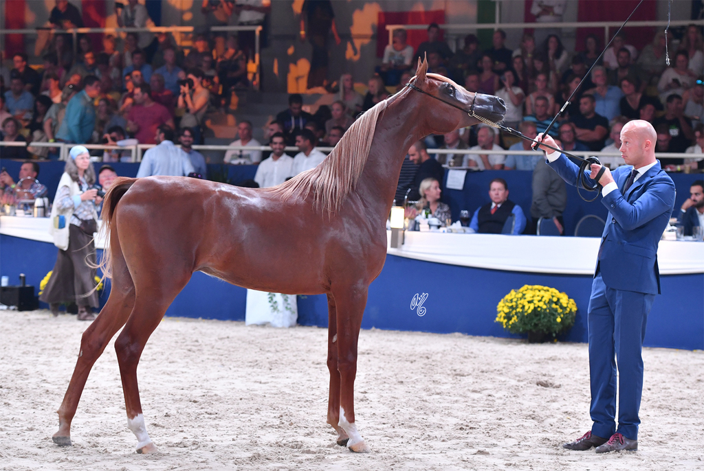 Yearling Colt: El Shaad