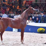 Yearling Colt: El Shaad