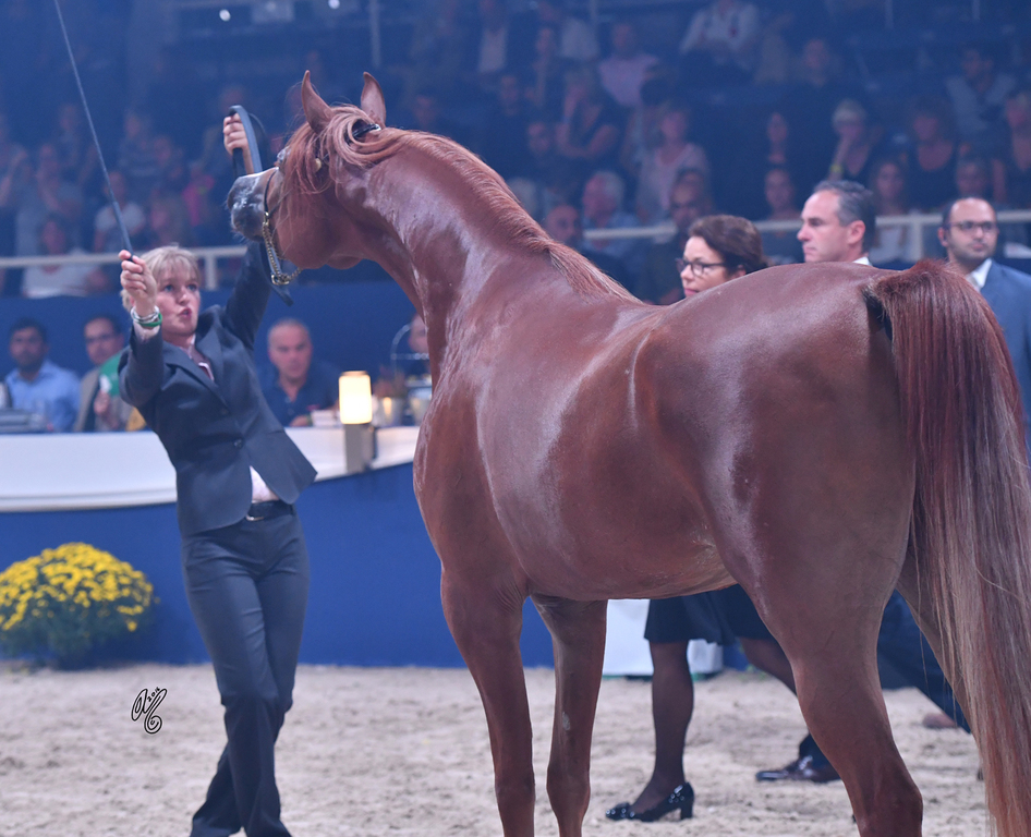 Geldings: M.M. Amarillo