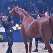 Geldings: M.M. Amarillo