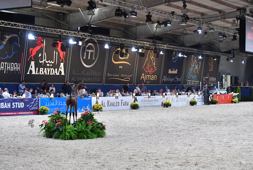 Lisa Abraham: The 2016 All Nations Cup Photo Album