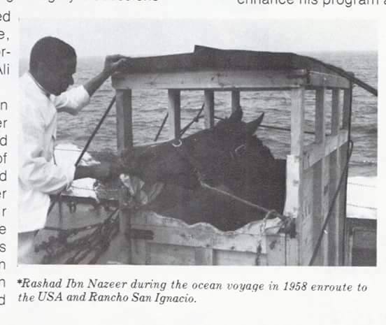 When Rashad Crossed the Atlantic