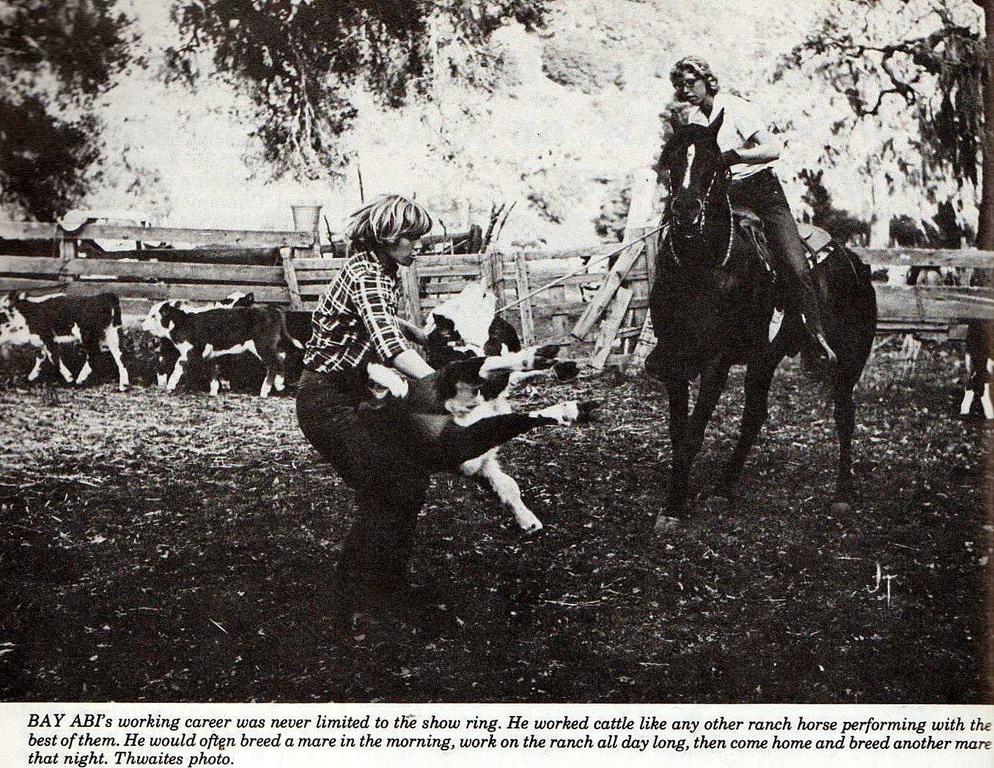 When Bay-Abi Wasn't Being a National Champion Stallion