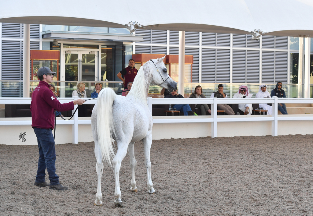 Mitchell Taff presenting WH Justice