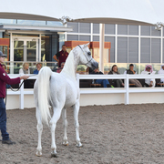 Mitchell Taff presenting WH Justice