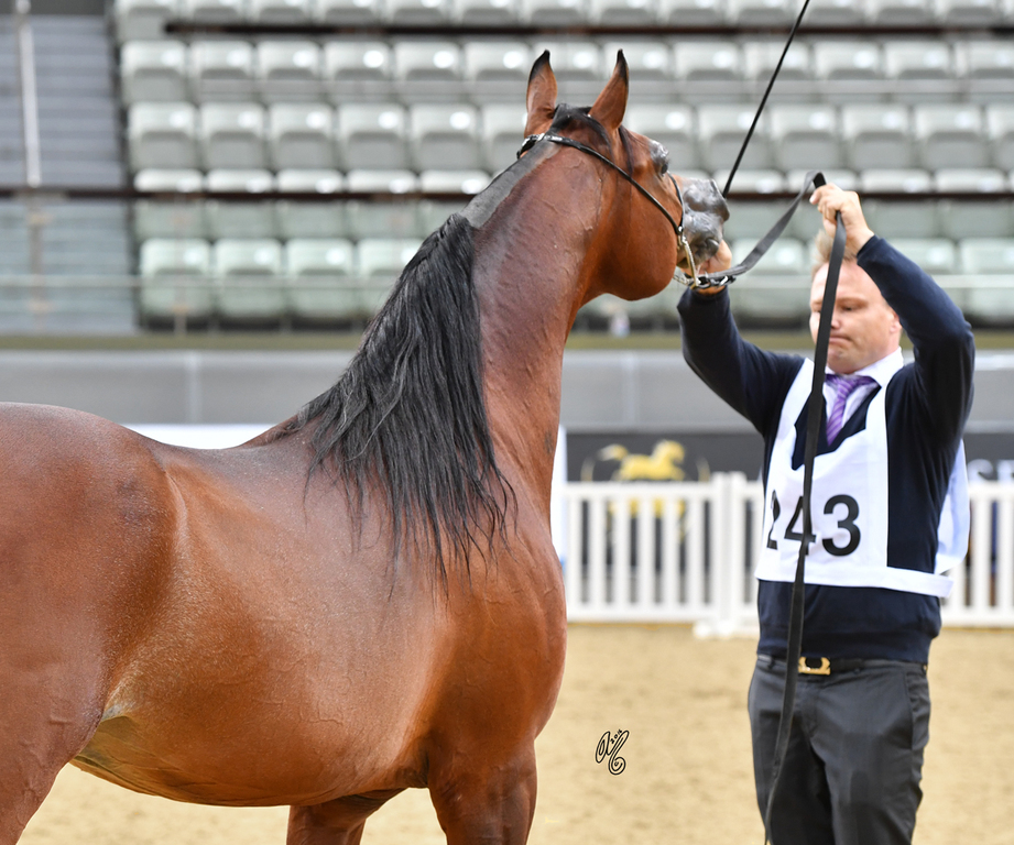 Senior Stallion Gold Champion: Gazwan Al Nasser (Gazal Al Shaqab X Ftoon Al Shaqab)