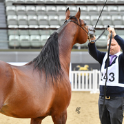 Senior Stallion Gold Champion: Gazwan Al Nasser (Gazal Al Shaqab X Ftoon Al Shaqab)