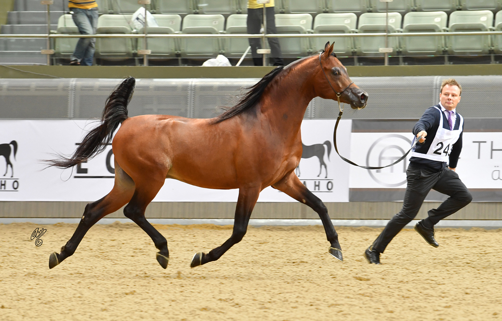 Senior Stallion Gold Champion: Gazwan Al Nasser (Gazal Al Shaqab X Ftoon Al Shaqab)